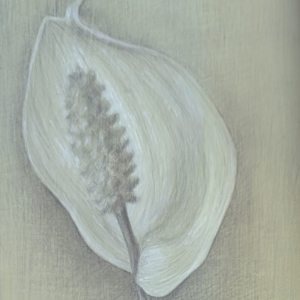 Norine Kevolic
